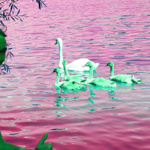 SchwanSchwan by Andrej & Paddy