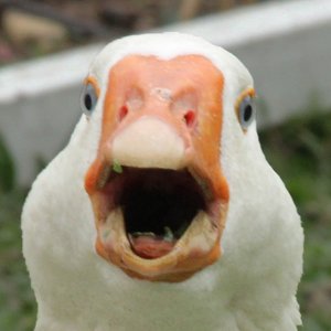 Avatar for Dolan Darkest