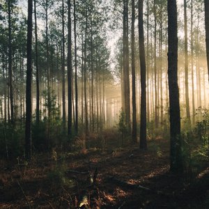 Heart of the Forest
