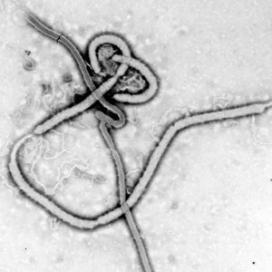 Ebola Bop