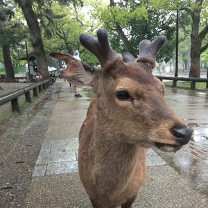 Avatar for asianometry