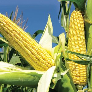 Avatar for Joshuas Cornstar