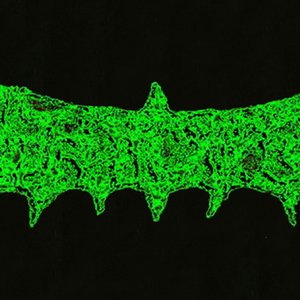 Avatar for Biocyst