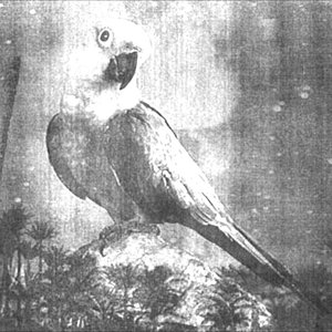 Make Mine, Macaw