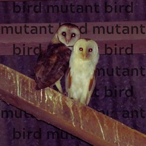 Avatar for Bird Mutant