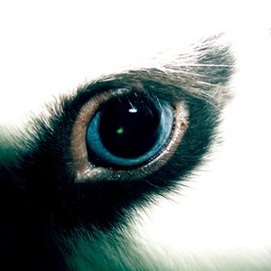 Avatar for Common Animal