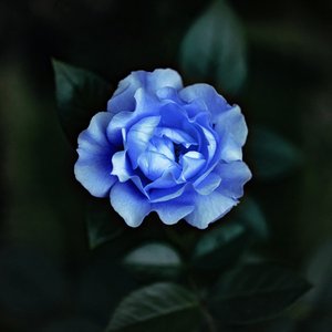 Avatar for BLUE GARDENIA
