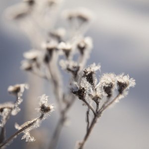 Whispers of Winter - Single