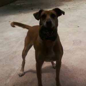 Avatar for Pedro Janov e seu Arquivo de Vídeos