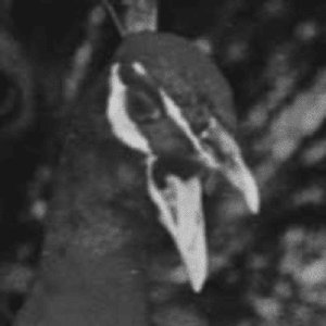 Avatar for Peacock