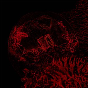 Of Veins, Tendons And Bones