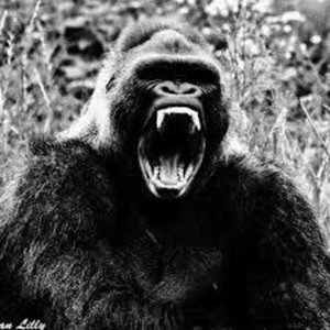 RAMPAGE (Versions)