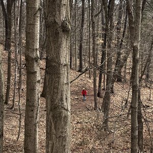 hunt
