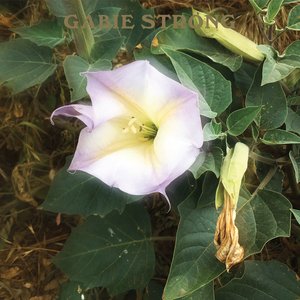 Sacred Datura / Peaked Experience