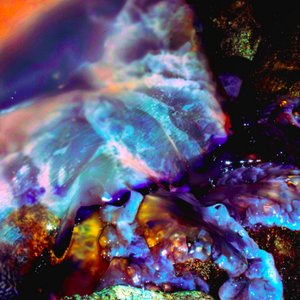 Il territorio delle meduse