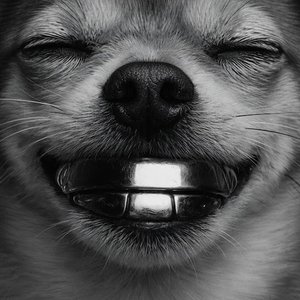 PITBULLY