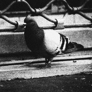 Avatar for COLUMBA TRISTE