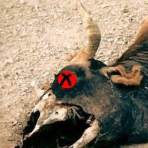 Avatar for DeadCauCau T5E