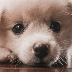 Avatar for Calming for Dogs