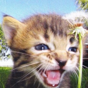Avatar for gutskira