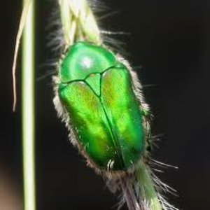 Avatar for The Green Scarab