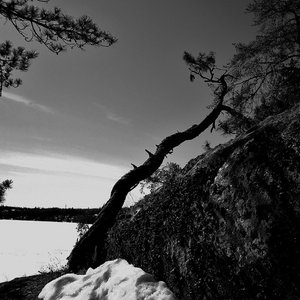 Avatar for Ancient Boreal Forest