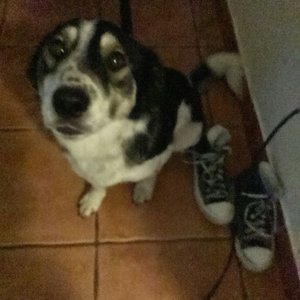 clueless dogs