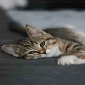 fuck a cat killer