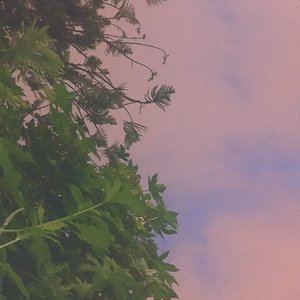 D1sn3y
