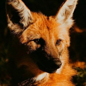 Avatar for Danski