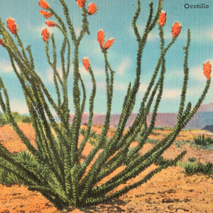 Artwork for Ocotillo