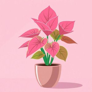 Coleus