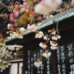 Blossoming Dreams