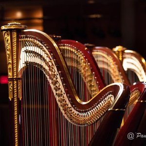 Avatar for The Harp on the Hill