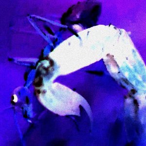 Avatar for Objectør