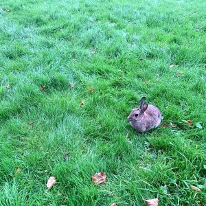 Bunny