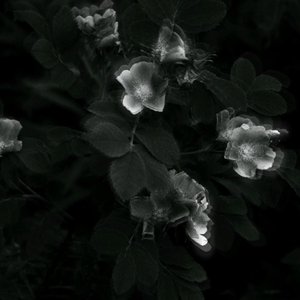 Empty Entity