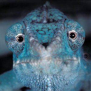Avatar for Chameleon look
