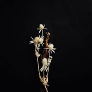 the language of flowers