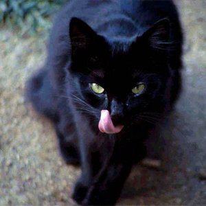 Avatar for Blackkat