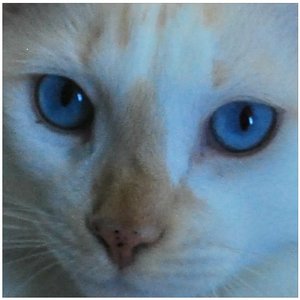 Avatar for Qatto