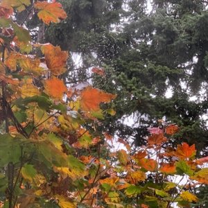 Whispered Reverie - Single