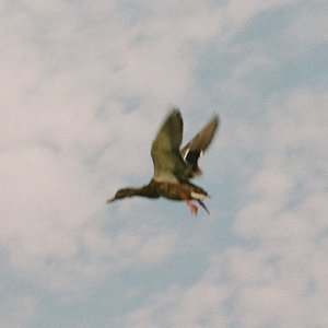 Sliver - EP