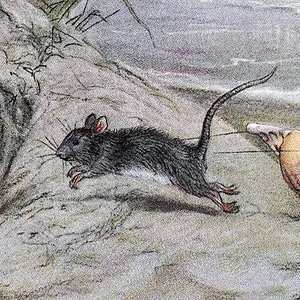 Avatar for tiny mouse
