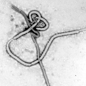 Avatar de Ebola Bop