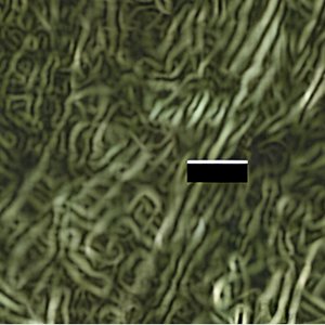 Avatar for Moberg-Garvin