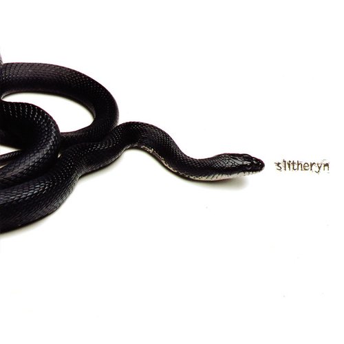 Snake