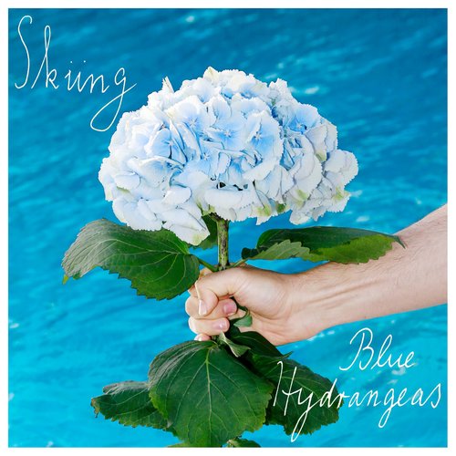 Blue Hydrangeas