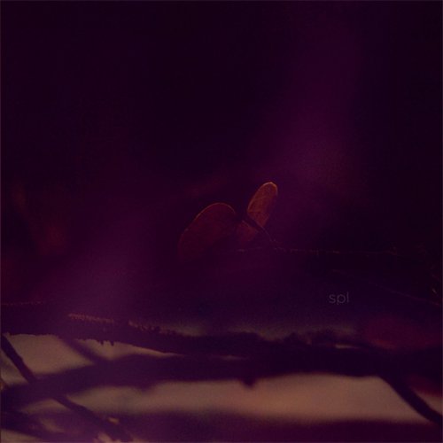 SPL LP