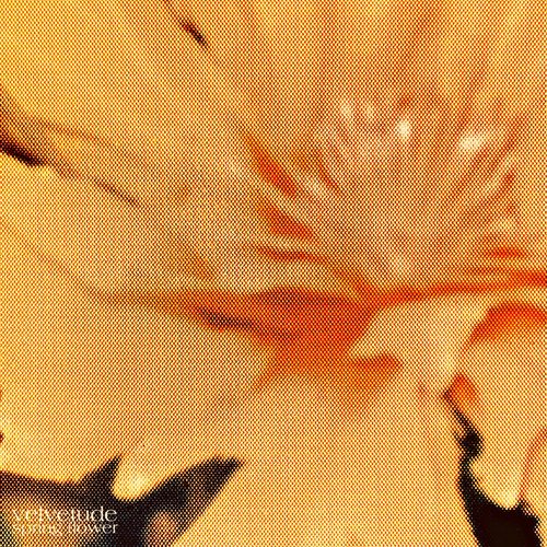 Spring Flower